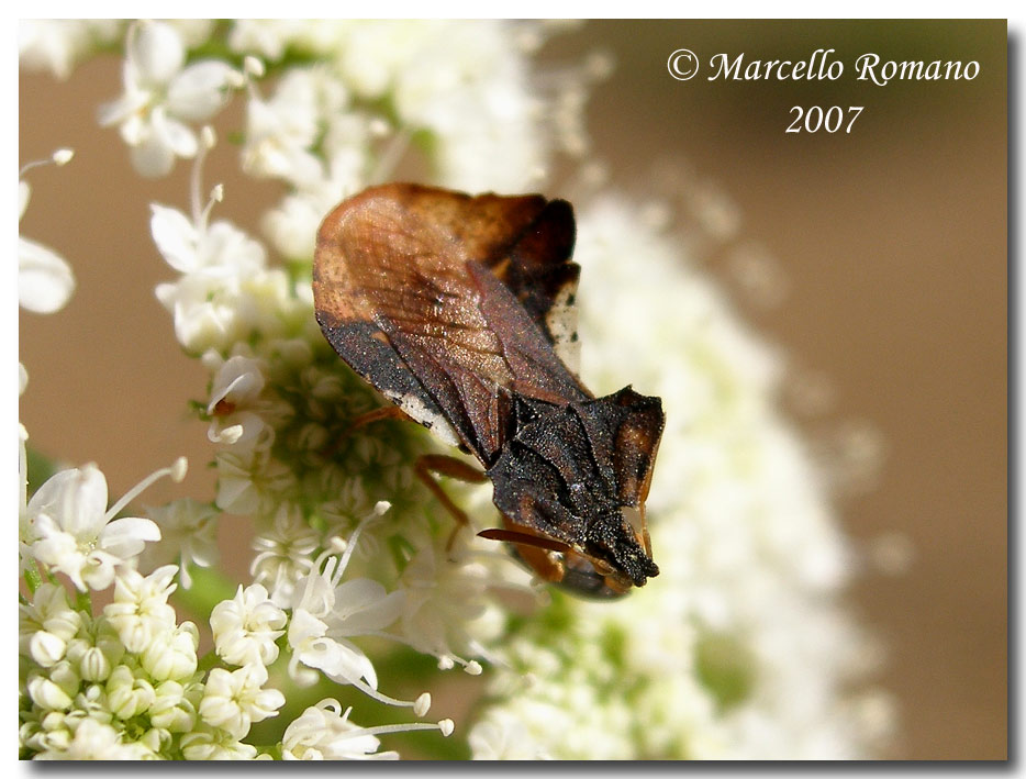 Strano Reduviidae fotografato sui Nebrodi: Phymata crassipes